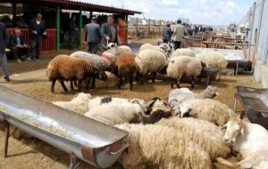 جدید‌ترین قیمت دام زنده در بازار/ منتظر گوشت ۴۵۰ هزار تومانی باشید