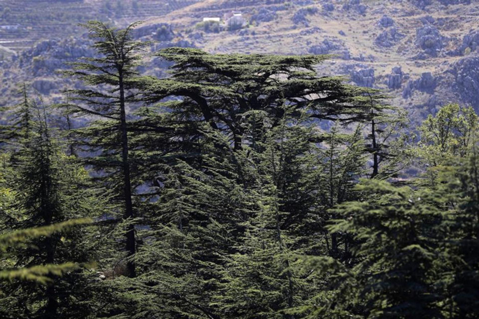 درخت سرو در جنگل های لبنان