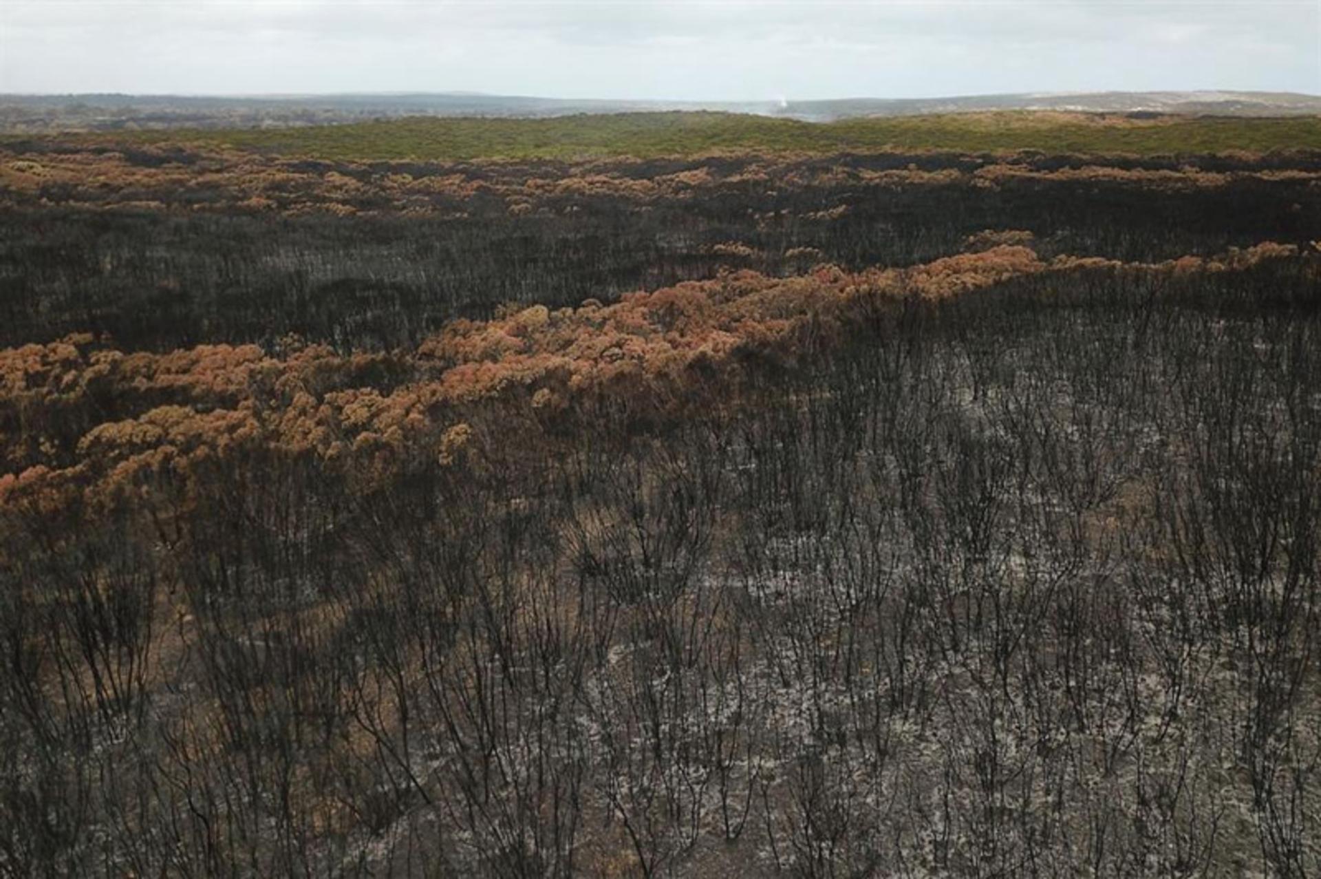 جنگل ها و مراتع سوخته استرالیا