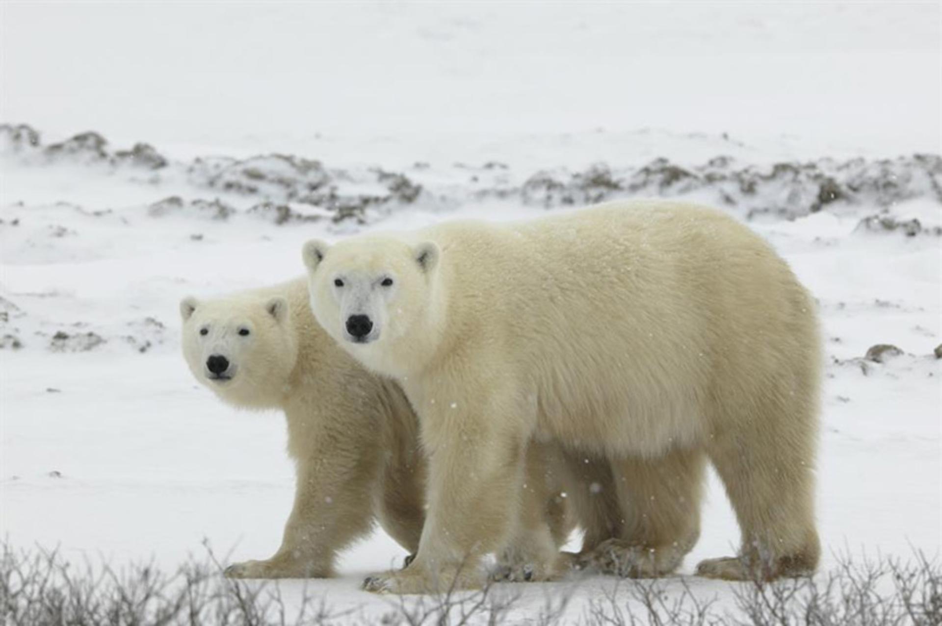 دو خرس قطبی در روسیه