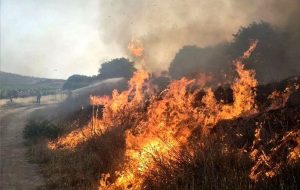 آتش سوزی گسترده در حاشیه پارک ملی تهران