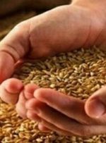 گندمکاران بخوانند/ نرخ منطقی گندم مشخص شد