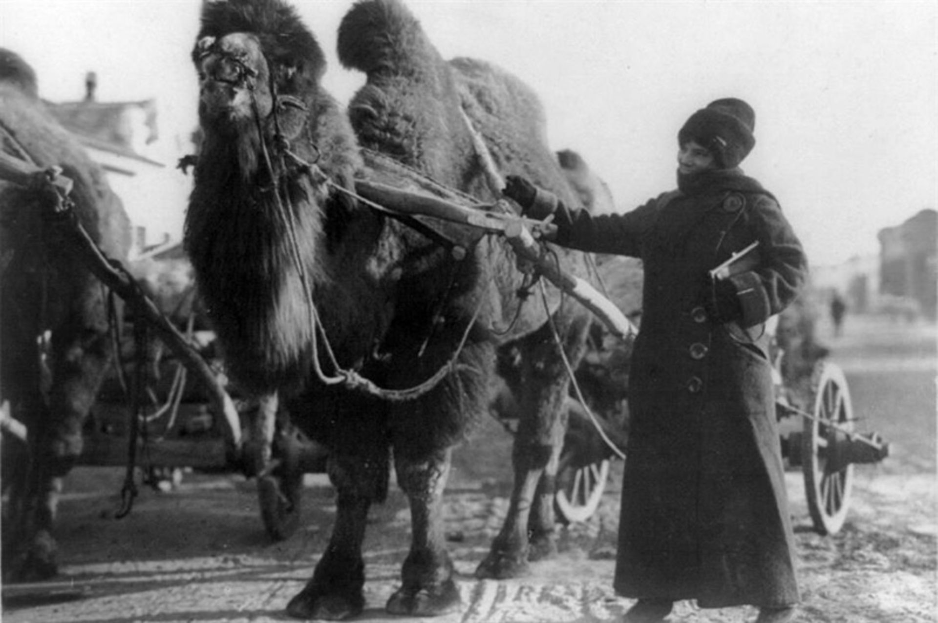 هریت چالمرز آدامز در کنار شترها