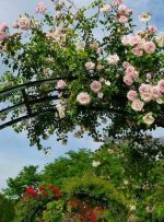 انواع گل رونده باغچه‌ای و آپارتمانی؛ راهنمای کامل برای انتخاب بهترین گل‌ رونده مناسب فضای شما