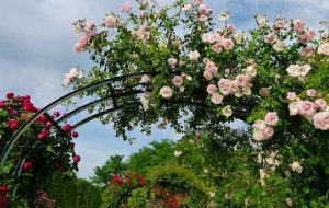 انواع گل رونده باغچه‌ای و آپارتمانی؛ راهنمای کامل برای انتخاب بهترین گل‌ رونده مناسب فضای شما