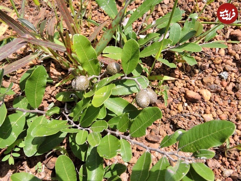 این درختان «زیر خاک» میوه می‌دهند! + عکس