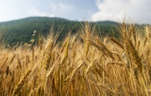 خبر مهم رییس سازمان برنامه به گندمکاران/ زمان پرداخت مطالبات گندمکاران اعلام شد خبر مهم رییس سازمان برنامه به گندمکاران/ زمان پرداخت مطالبات گندمکاران اعلام شد