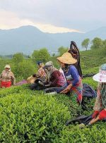 خبر مهم وزیر جهادکشاورزی برای چای‌کاران/ زمان پرداخت مطالبات چای‌کاران اعلام شد