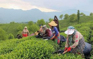 خبر مهم وزیر جهادکشاورزی برای چای‌کاران/ زمان پرداخت مطالبات چای‌کاران اعلام شد