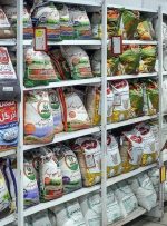 قیمت برنج خارجی امروز ۲۴ مرداد ۱۴۰۴ / ارزان‌ترین برنج پاکستانی کیلویی چند؟ + جدول