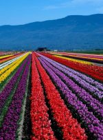 ورود اکسپرس: کانادا هزاران دعوت نامه را در دومین قرعه کشی بزرگ مراقبت های بهداشتی سال صادر می کند