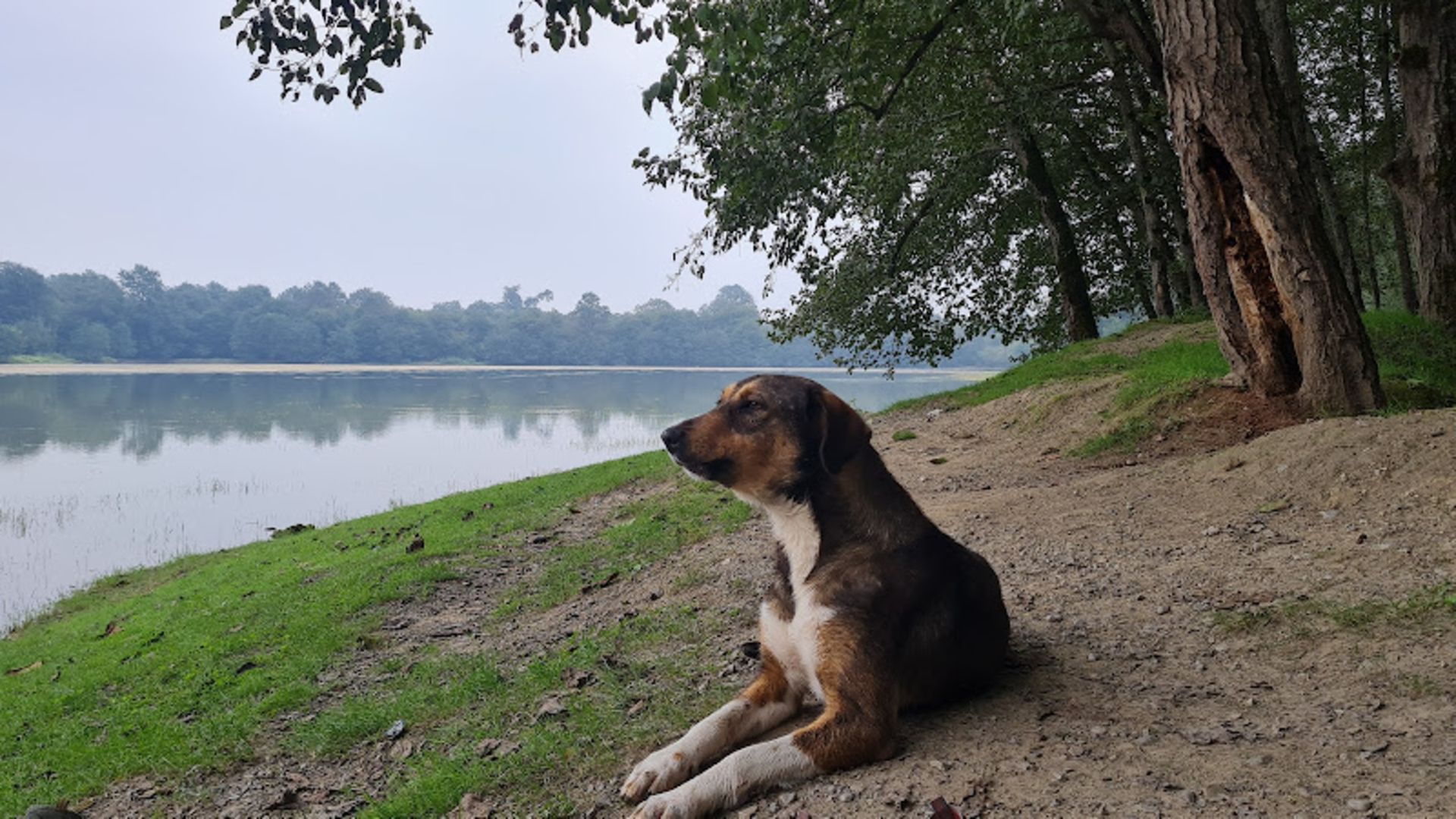 سگ قهوه ای در کنار دریاچه جوربند
