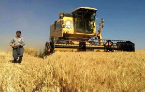 نگرانی گندمکاران از تأخیر وزیر کشاورزی/گندم وارداتی باز هم ارزان‌تر از گندم داخلی خواهد بود!؟