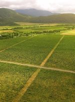 جورجیا مشارکت 100 میلیون دلاری را برای پیشبرد کشاورزی دارایی دنیای واقعی (RWA) تأمین می کند