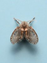 خلاصی از پشه توالت؛ بهترین راه از بین بردن مگس فاضلاب