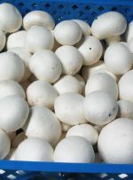 قیمت انواع قارچ بسته‌بندی و فله