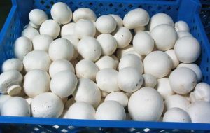 قیمت انواع قارچ بسته‌بندی و فله