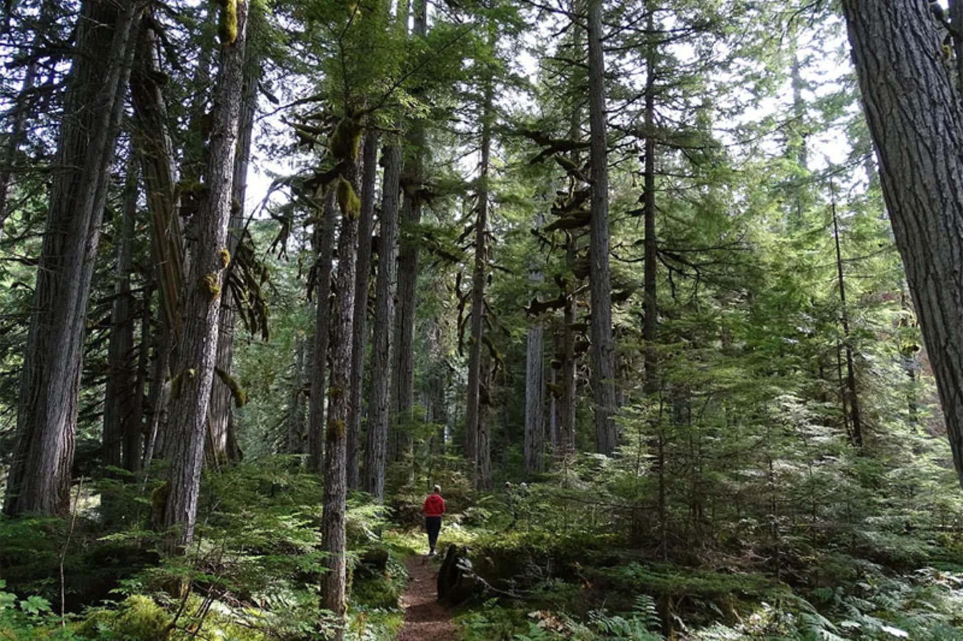 درختان جنگل‌های بارانی معتدل اقیانوس آرام