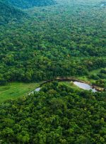 ریه‌های زمین؛ بزرگ‌ترین جنگل‌های بارانی جهان را بشناسید