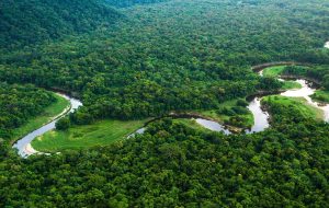 ریه‌های زمین؛ بزرگ‌ترین جنگل‌های بارانی جهان را بشناسید