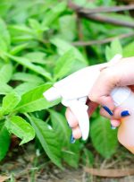 بهترین روش‌های خانگی برای از بین بردن حشرات خاک گلدان