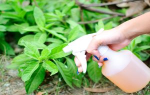 بهترین روش‌های خانگی برای از بین بردن حشرات خاک گلدان