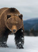 Watch Price Bitcoin: Bulls on Life پشتیبانی 111K دلار به جایگاه نهایی تبدیل می شود