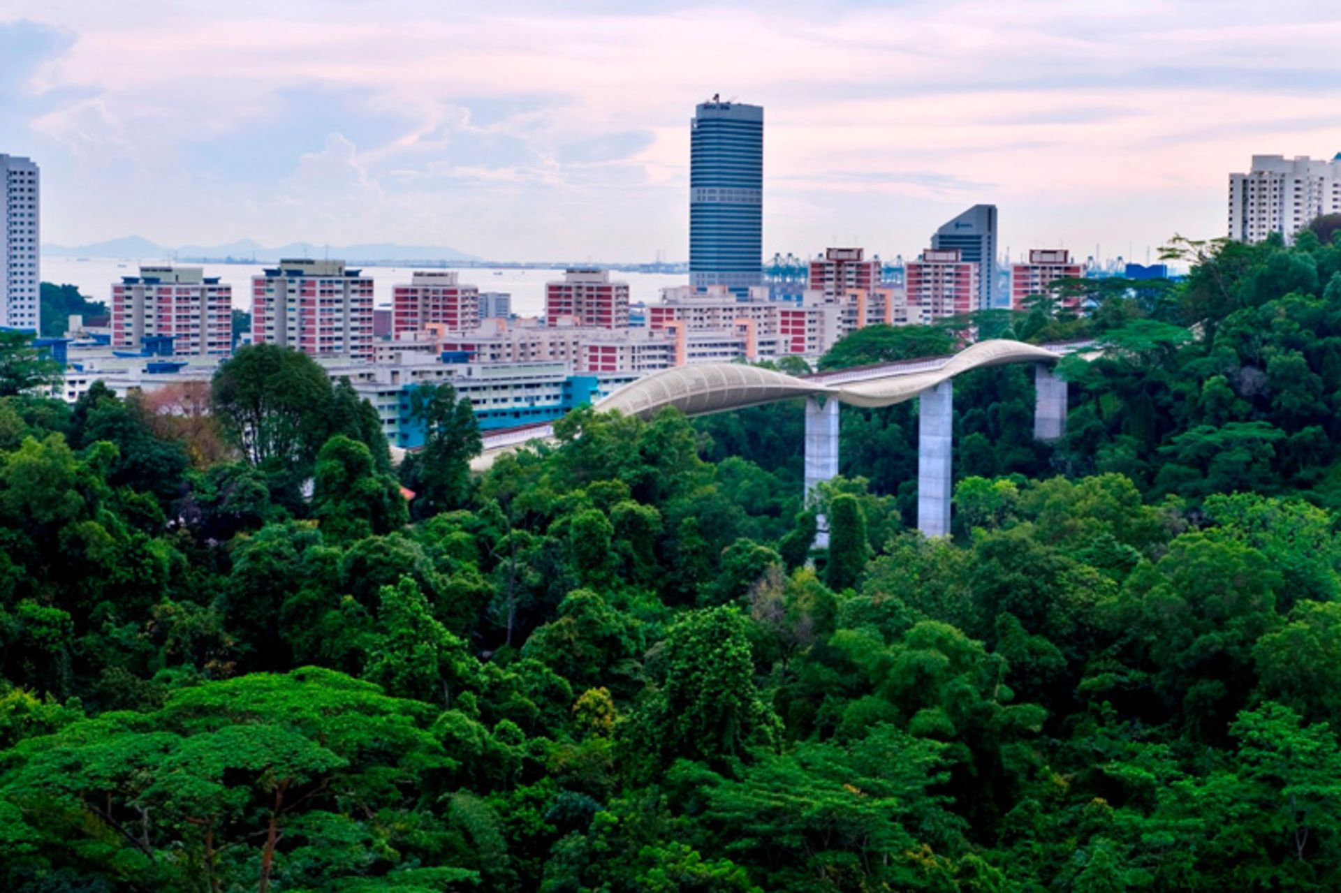 پل هندرسون ویوز در جنگل حفاظت شده