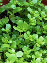 خواص سبزی خرفه (پرپین)؛ ۹ خاصیت شگفت‌انگیز که نمی‌دانستید!