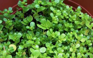 خواص سبزی خرفه (پرپین)؛ ۹ خاصیت شگفت‌انگیز که نمی‌دانستید!