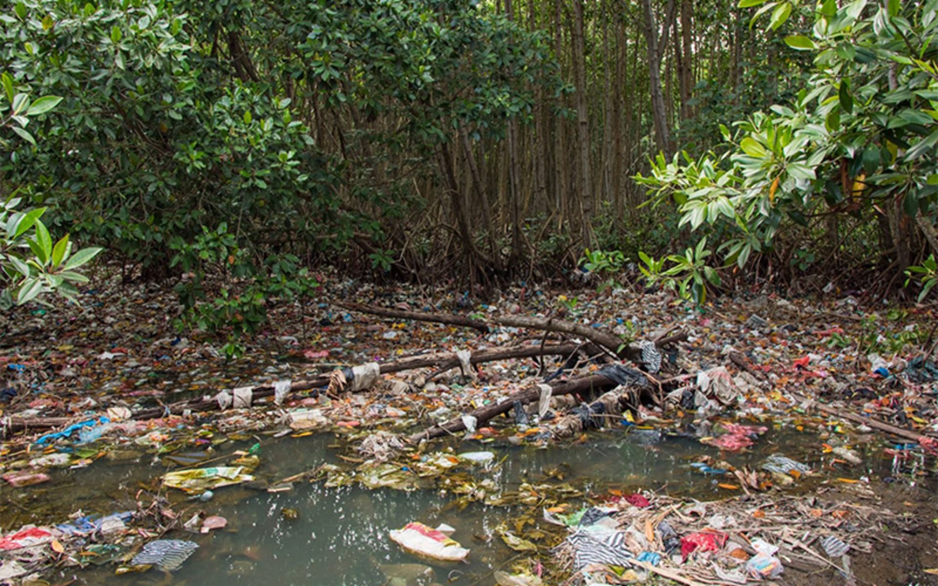 انبوه زباله در جنگل
