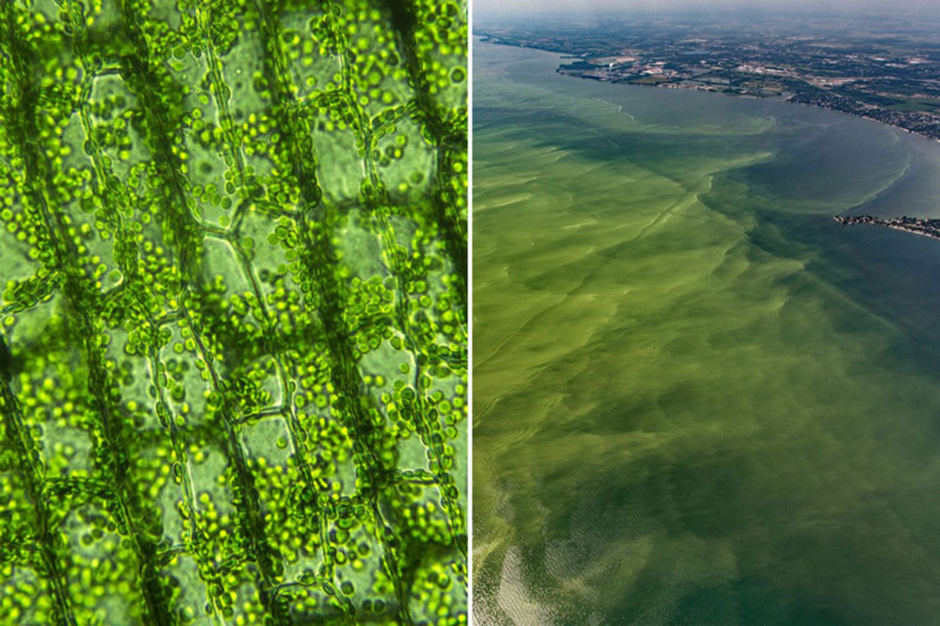 استفاده از جلبک برای دفع کربن