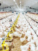 تولید زیر بار بی‌برقی و بی‌گازی/ فروغی: مشکل ما گرما و سرما نیست، بی‌تدبیری است/ زمستان در راه است؛ بحران گاز در صنعت مرغداری