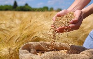 تولید گندم ایران ۲.۵ میلیون تن کمتر از پارسال شد