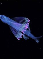 جهان زیر دریا؛ عکس‌های خیره‌کننده از پلانکتون‌ها