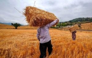 خبر جدید برای گندمکاران/ رقم پرداخت مطالبات گندمکاران اعلام شد خبر جدید برای گندمکاران/ رقم پرداخت مطالبات گندمکاران اعلام شد