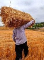 خبر جدید برای گندمکاران/ کف قیمت گندم مشخص شد