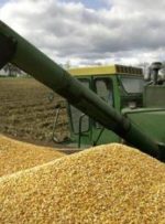 خبر مهم برای گندمکاران/ اعلام رقم جدید درباره پرداخت مطالبات گندمکاران