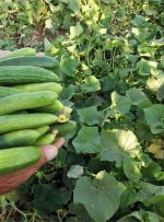 خیار و کاهو چرا کالای لوکس شد؟/ افزایش دوبرابری قیمت هندوانه