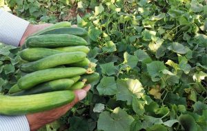 خیار و کاهو چرا کالای لوکس شد؟/ افزایش دوبرابری قیمت هندوانه