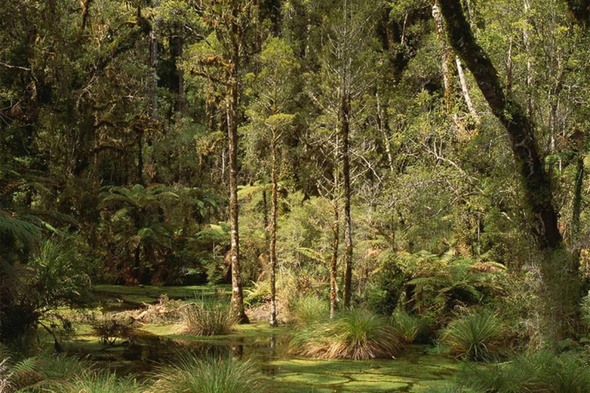 درختان سبز جنگل‌های معتدل وست‌لند