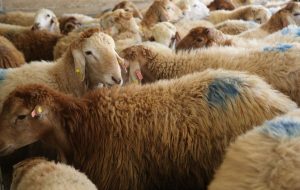 قیمت جدید دام زنده امروز شنبه ۱۵ شهریورماه ۱۴۰۴+ جدول