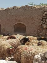 قیمت جدید دام‌زنده ۱۴ شهریورماه ۱۴۰۴ اعلام شد/ گوسفند و گوساله گران شد