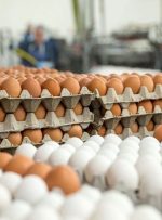 قیمت هرشانه تخم مرغ اعلام شد؛ بالاتر از این عدد گرانفروشی است