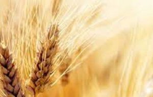 قیمت واقعی گندم اعلام شد/ عسکری: قیمت گندم نباید کمتر از این عدد باشد