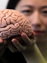 مغز چگونه در چاقی نقش بازی می‌کند؟