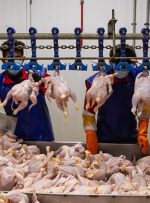 گرمای شدید و افزایش تلفات از علل گرانی مرغ در بازار است