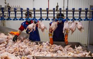 گرمای شدید و افزایش تلفات از علل گرانی مرغ در بازار است