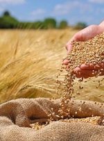گندمکاران حتما بخوانند/ رقم پرداخت مطالبات گندمکاران اعلام شد