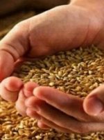 خبر مهم وزارت جهادکشاورزی درباره قیمت جدید گندم/ گندم چه قیمتی پیدا می‌کند؟
